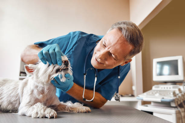Best Weekend Emergency Dentist in Green Bay, WI